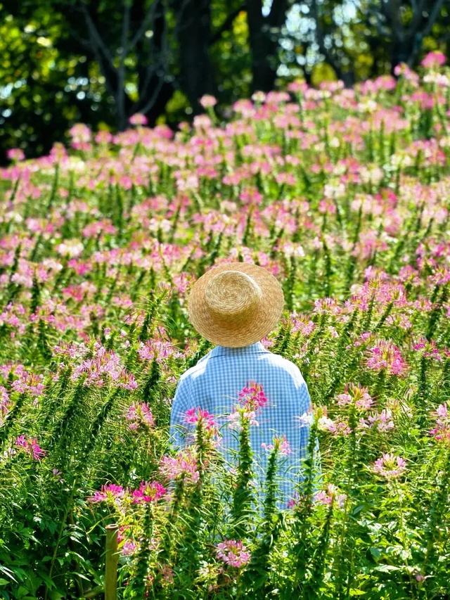 原来冬日里的江西，也会“花开成海”！