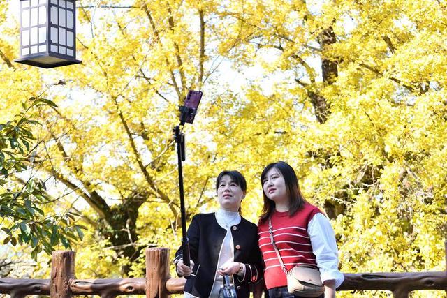 保康：千年银杏披“金甲” 绚烂秋色醉游人
