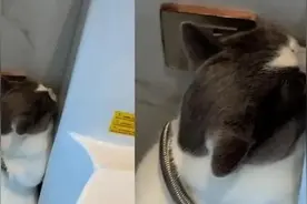 养猫久了才知道：见人就躲的猫和不躲的猫，背后竟藏着这些秘密！图片