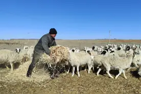 乡村行·看振兴丨内蒙古乌拉特中旗：“流动畜群”让牧民增收致富图片