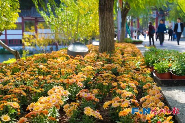 2万多株！福州西湖又上新！