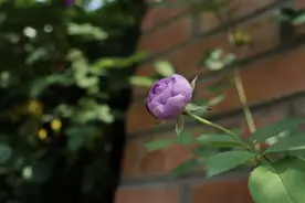 芳菲满园丨老洋房惊现绝美粉色花墙，随手一拍就是大片图片