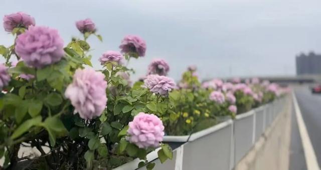 这边风景“郑”好（三）：花海成景 节日色彩分外浓