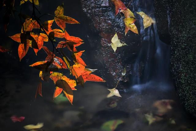 周末·美景丨太美了！一年一度，长沙人最盼望的这天来了（附攻略）