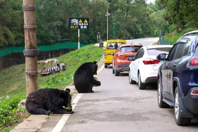 永川现实版“疯狂动物城”，比电影还上头！