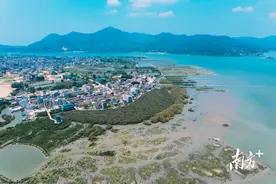 5年新增红树林2000余亩！惠州拟出台红树林湿地保护专项规划图片