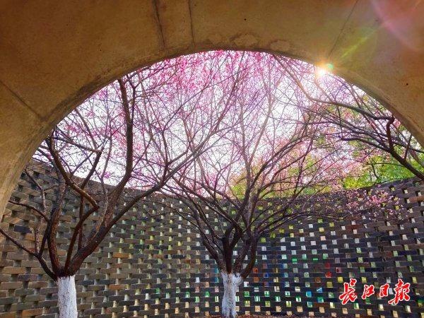 三梅争艳，武汉园博园藏着一只超级“花篮”