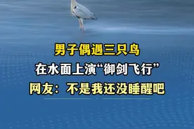 男子偶遇三只鸟在水面上演“御剑飞行”，网友：不是我还没睡醒吧图片
