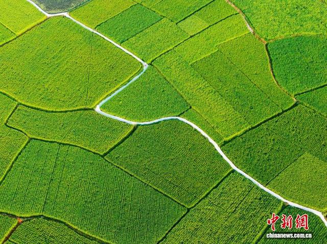 贵州从江：夏日田园景色美