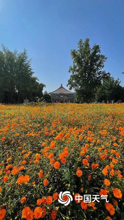 北京北海公园硫华菊盛开 汇成金色花海