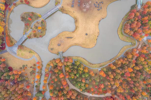 崇明秋色，坠入一场温柔的五彩梦境