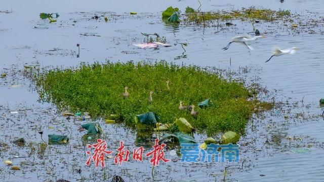 秋雨润湖景如画 鹭鸟翩跹映白云