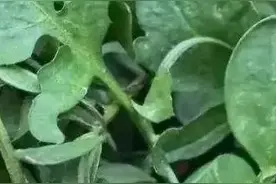 上海三大“安全野区”限时开放，快来挖挖挖！图片