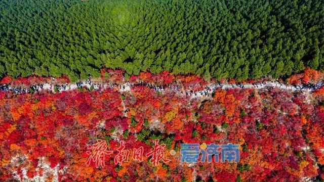 一年四季 泉在济南丨蝎子山：半山红翠绘秋章