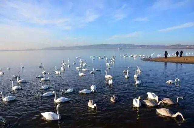 赴一场冬日精灵之约！三门峡白天鹅观赏指南来啦→