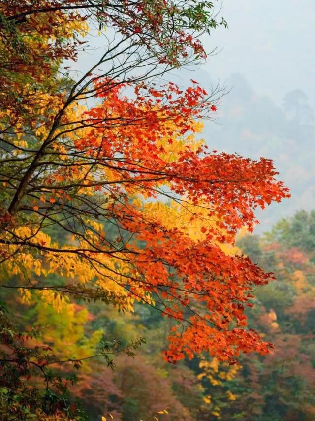 瓦屋山宠粉太狠了！整个秋季免门票！徒步拿秋季专属奖牌！
