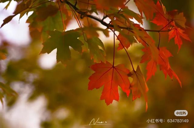 一半秋色在净月潭 另一半在你的镜头里→