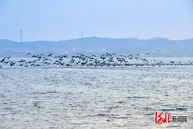 记者走基层｜生态留客，十万大雁不南飞图片