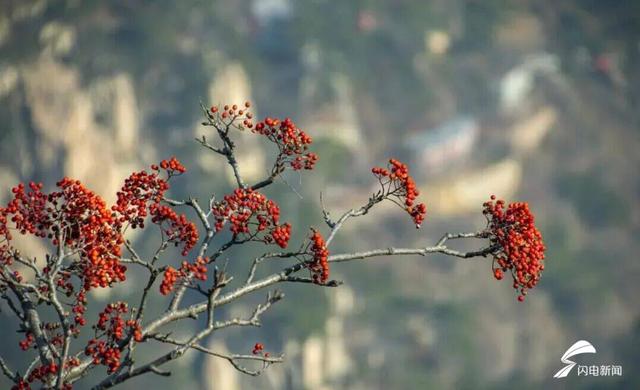 组图丨岱宗初冬暖光漫 红果松影醉游人