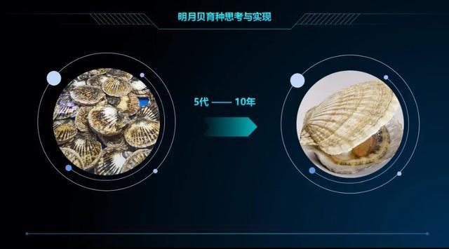 曾经的“名贵食材”卖出“白菜价”，鲍鱼为啥越来越便宜了？