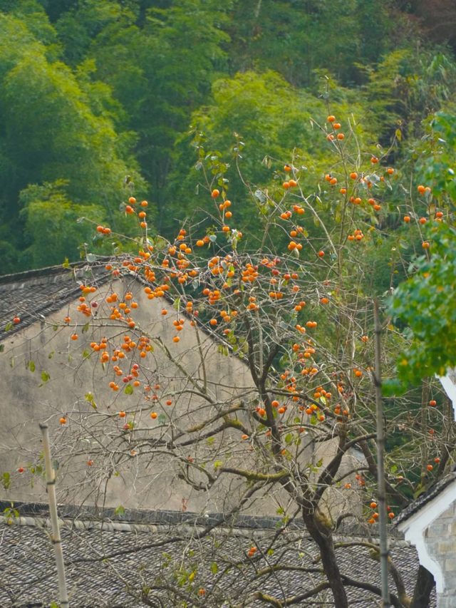 Hi走奉化① | 来栖霞坑，奔赴一场唐诗之路的千年约会吧！