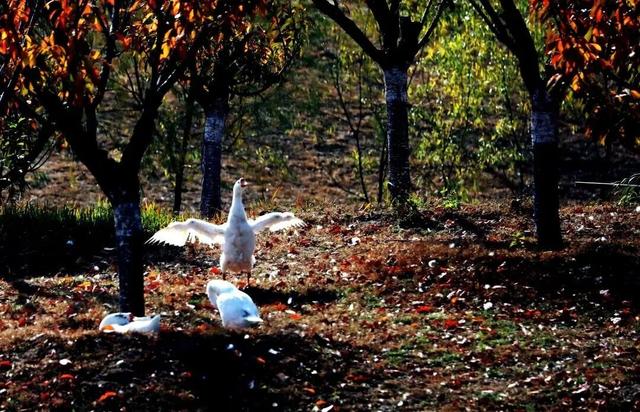 惊艳！身边的北京秋景“天花板”来了！