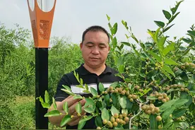 河南宝丰：种下酸枣树 叩响“致富门”图片