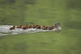 杭州司机斑马线前礼让：这次的对象很特别，是今年西湖的第一窝小鸳鸯图片
