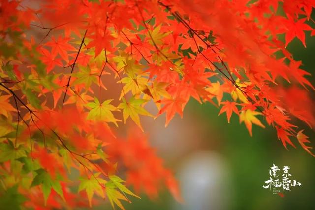 红墙+银杏已就位，本周拍照打卡攻略出炉！