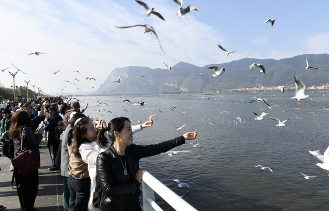 “寒假去哪儿？” 答：有海鸥、20℃、还不用人挤人的昆明！