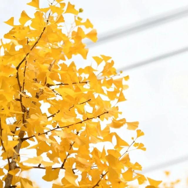 绝美！走，打卡去！