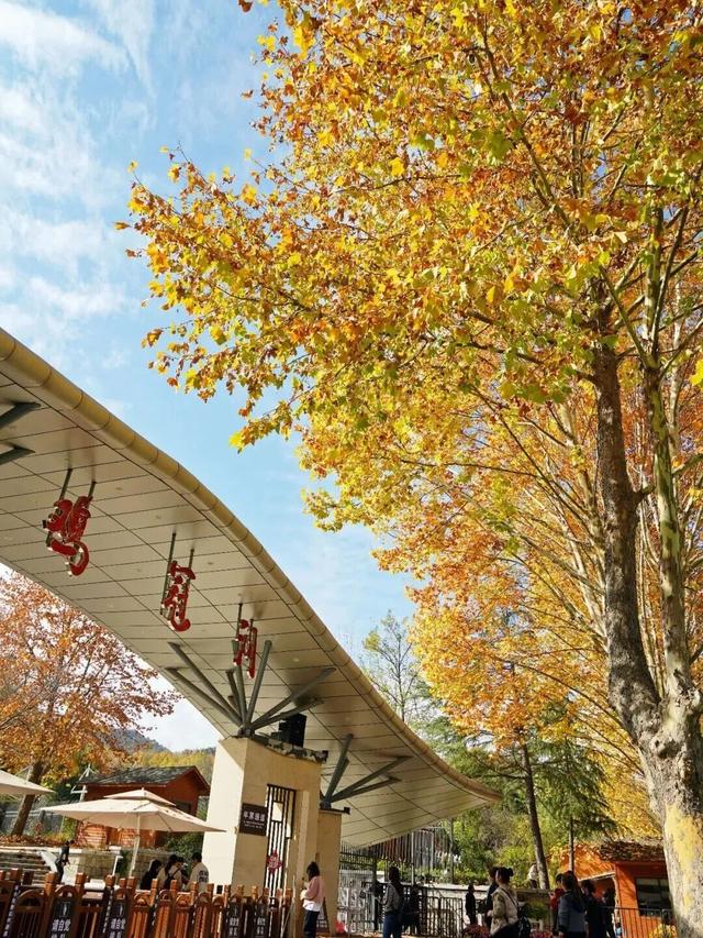 这里红叶进入“巅峰”，抓紧时间，真的会落！