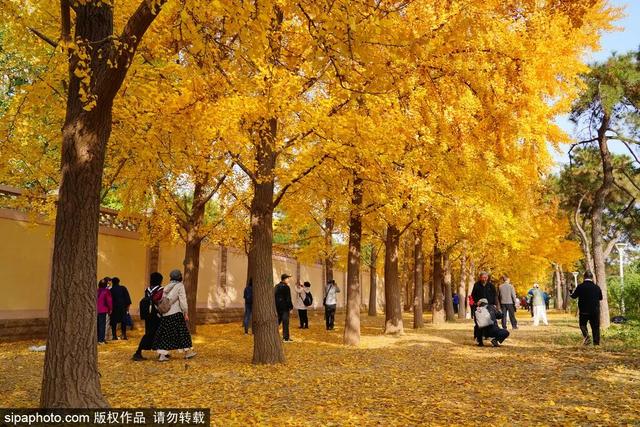 秋景“天花板”！北京这些银杏大道即将迎来最佳观赏期！
