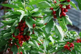 陕西眉县：樱桃树上结出红火产业图片