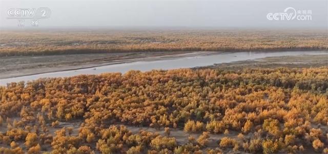 新疆喀什百万亩胡杨勾勒壮美画卷 “胡杨+文化+旅游”促文旅融合引客来