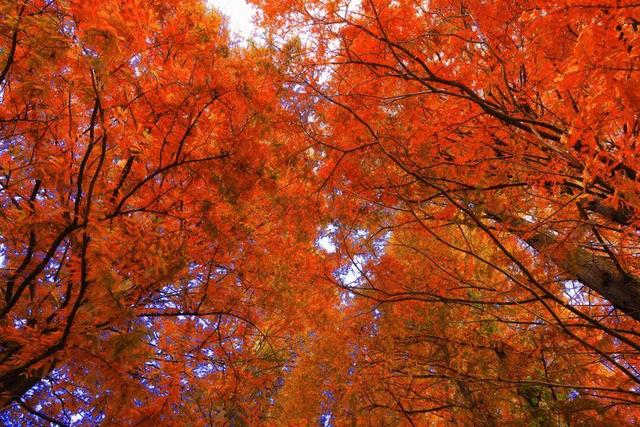 初冬限定！威海藏了片 “红杉秘境”，随手拍都是壁纸级美照