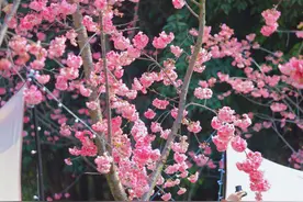 “樱”你而美！昆明呈贡区2025洛龙公园第二届樱花节启幕图片