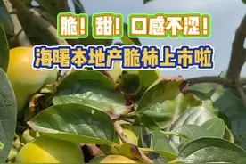 既有芒果味又有哈密瓜味，宁波地产“太秋”脆柿上市图片