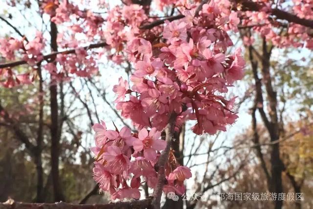 【冬季暖阳 凉山不凉】比春天先来的浪漫，是西昌的冬樱花