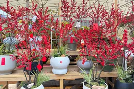 成都三圣乡花市：年宵花成“顶流” 郁金香相比去年同期“打五折”丨账单里的“年味儿”图片