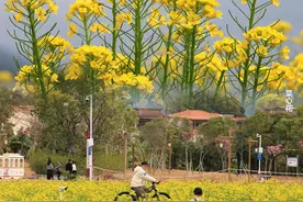 视觉增城｜遍地尽带黄金甲！油菜花、迟菜心花舞动乡村图片