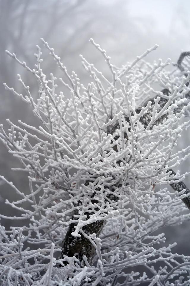 冬日限定！贵州的雾凇秘境藏不住了