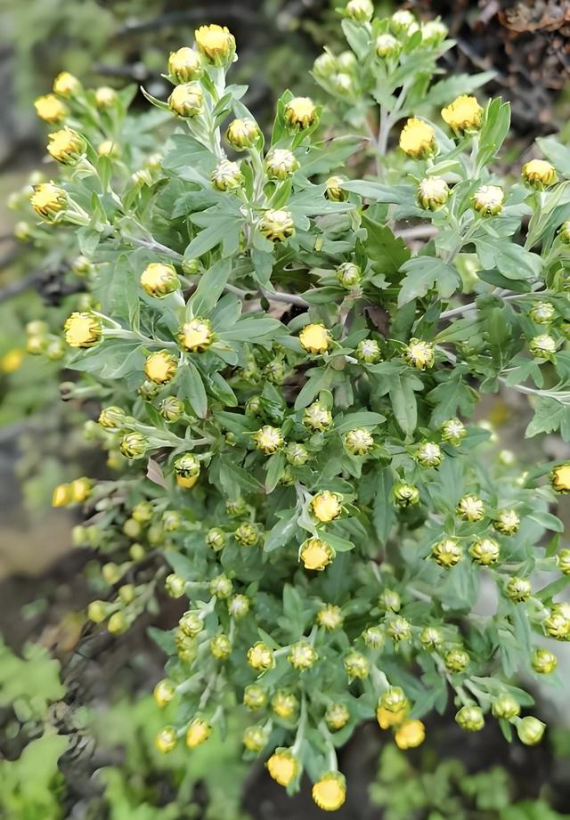 晚潮｜凤凰湖的野菊
