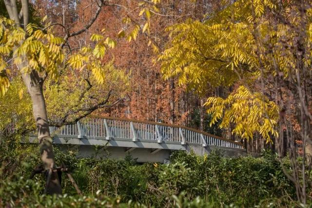 城市里的“绿野仙踪”——长宁外环生态绿道，你对它了解多少？