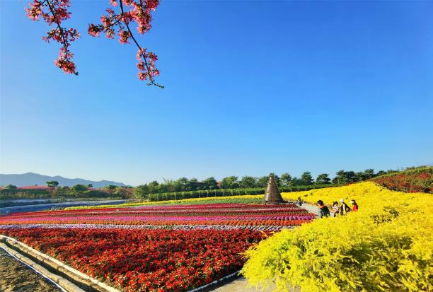 广东新晋网红地！浪漫花海、直升机飞行、地道美食…三水这个地方藏不住了