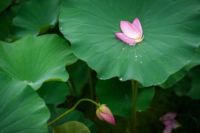 “荷”尔蒙爆表，这夏可好了！