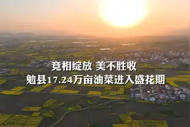春天里的陕西丨汉中勉县：万亩油菜花灿烂盛开 美不胜收图片
