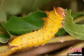 从蚕坡养到庭院养 河南鲁山探索柞蚕养殖新方式图片