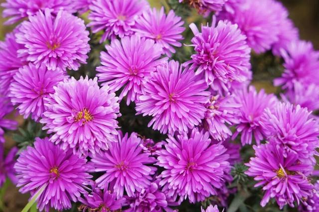 门票免费送！里水百亩花海上新！拍照遛娃圣地→