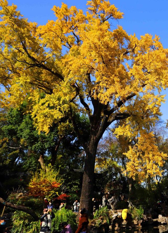 江苏苏州：游姑苏留园 赏金色银杏